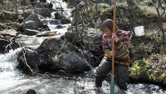 Mira Grönroos ottaa pohjaeläinnäytettä Tenojokeen laskevalla purolla.